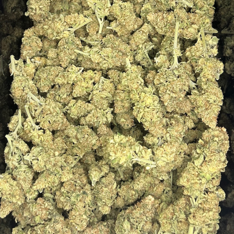 🇫🇷 K9 Indoor - Orange Bitter - Happy Pousse
