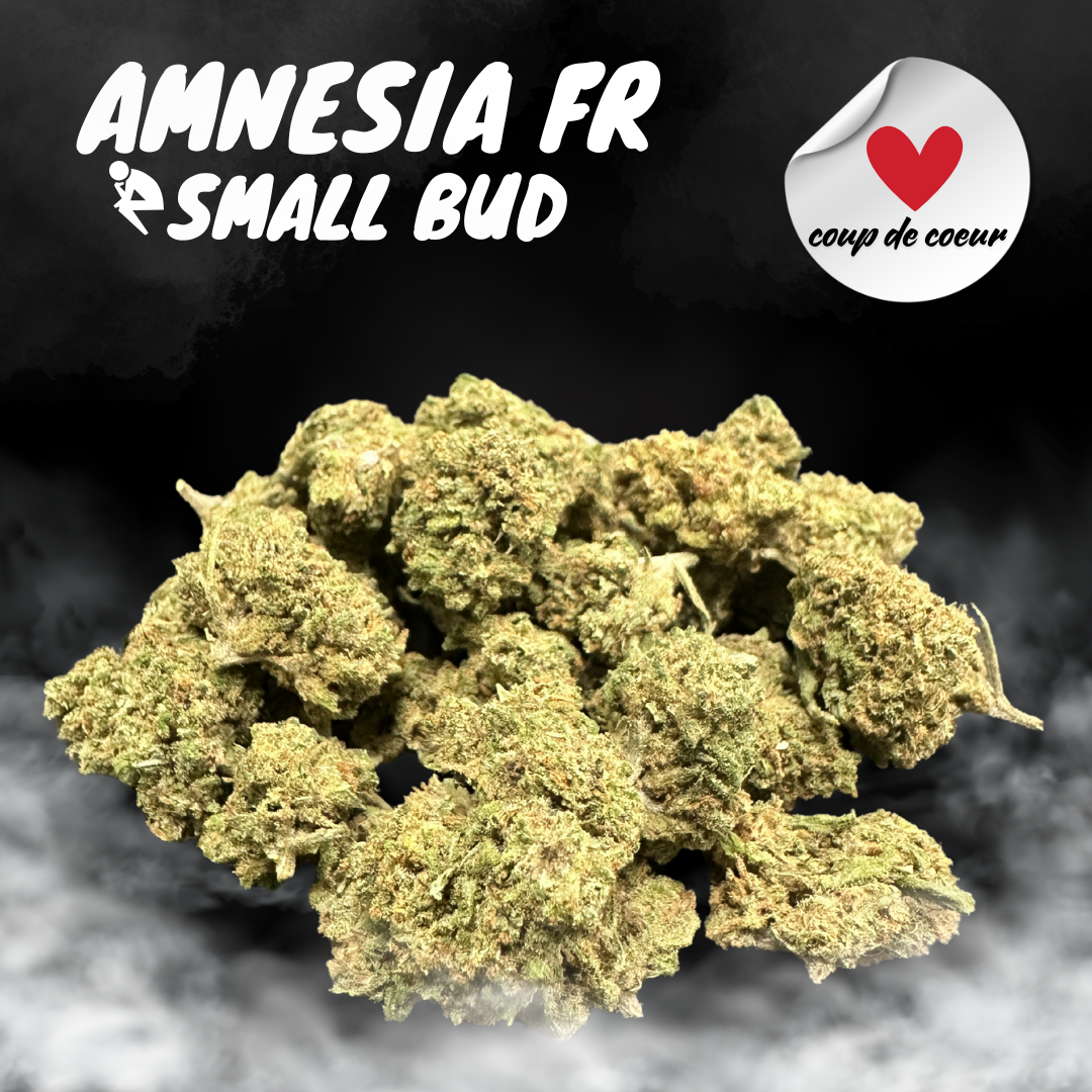 Amnesia FR SB
