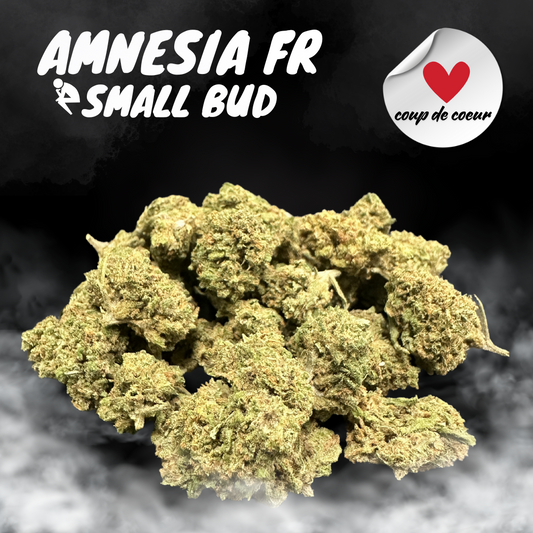 Amnesia FR SB