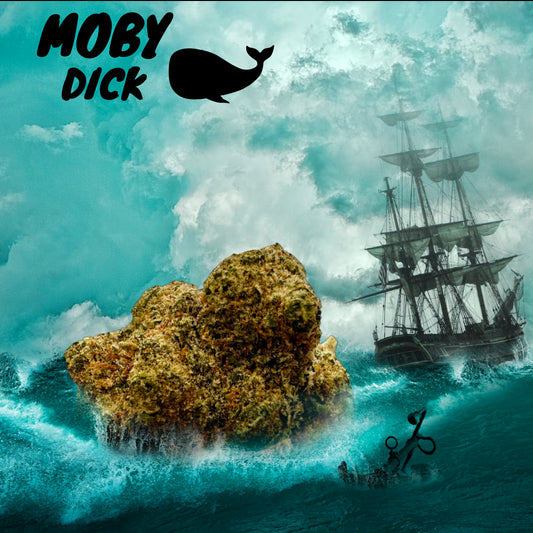 Moby Dick Indoor / Amnesia 2.0
