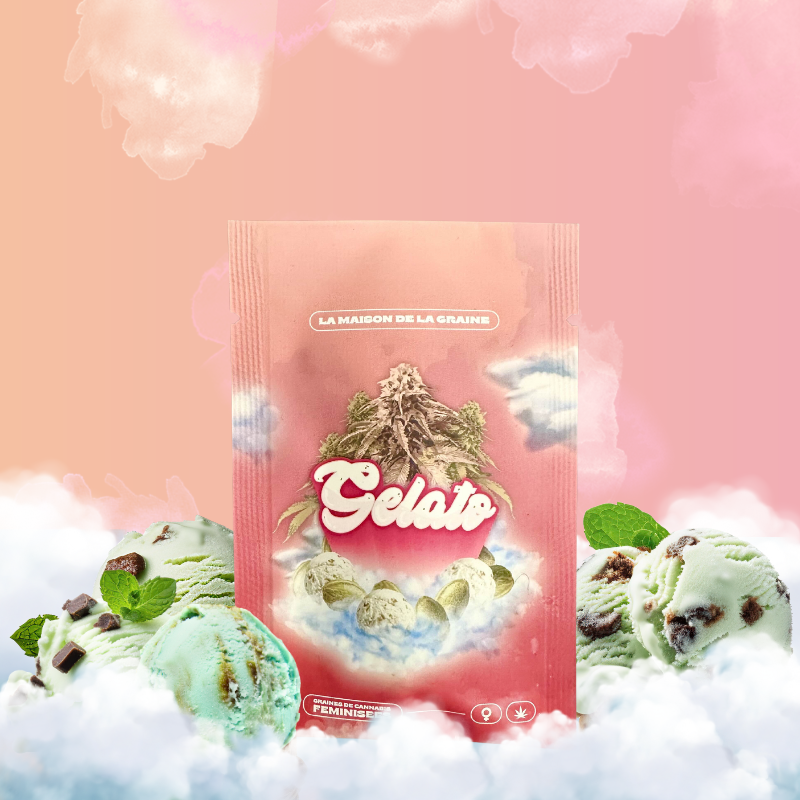 Gelato - Graines de collections - Féminisée