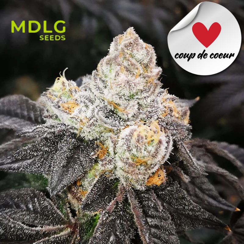 Sunset Dos Si Dos - Graines de collections - Féminisée