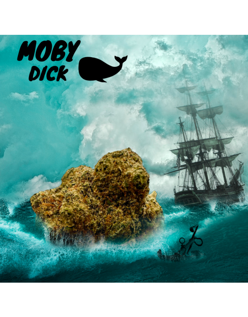 Fleur CBD - Moby Dick - Indoor sous LED - couverture