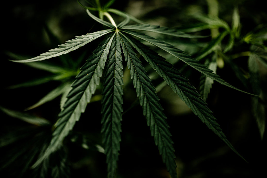 Les 5 bonnes raisons d’adopter le CBD au quotidien