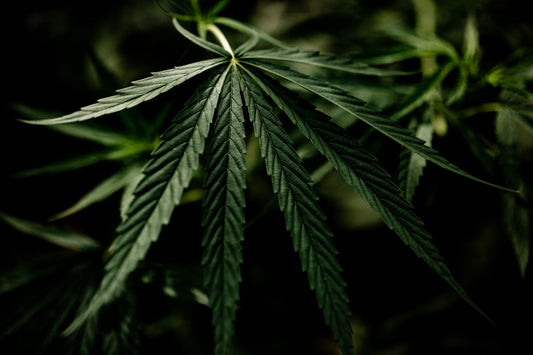 Les 5 bonnes raisons d’adopter le CBD au quotidien