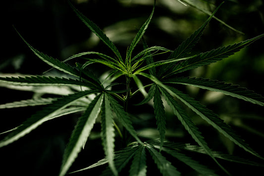 Pourquoi le CBD est votre nouvel allié bien-être