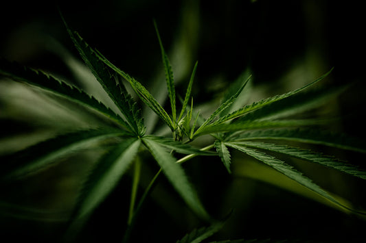 Les 7 bienfaits du CBD pour votre bien-être et pourquoi choisir Green Med