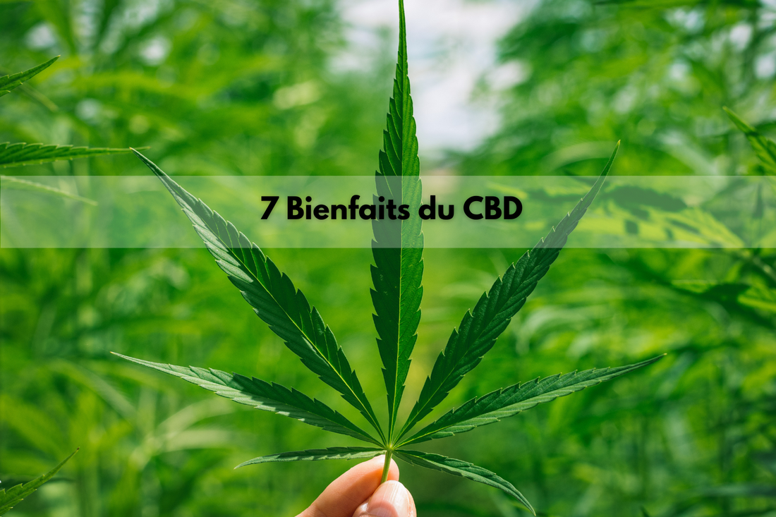 Les 7 bienfaits du CBD pour votre bien-être et pourquoi choisir Green Med