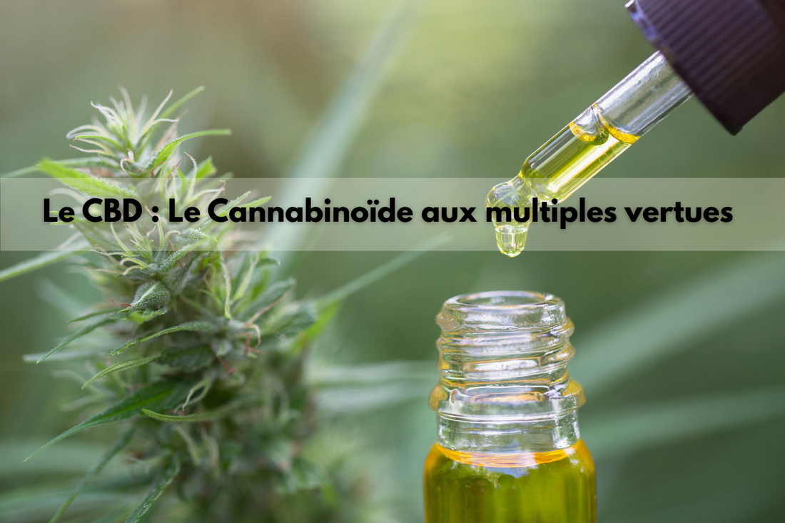 Le CBD (Cannabidiol) :