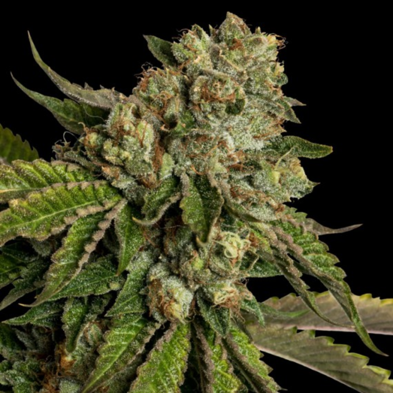 Kosher Kush - Édition limitée - Graines de collections - Féminisée
