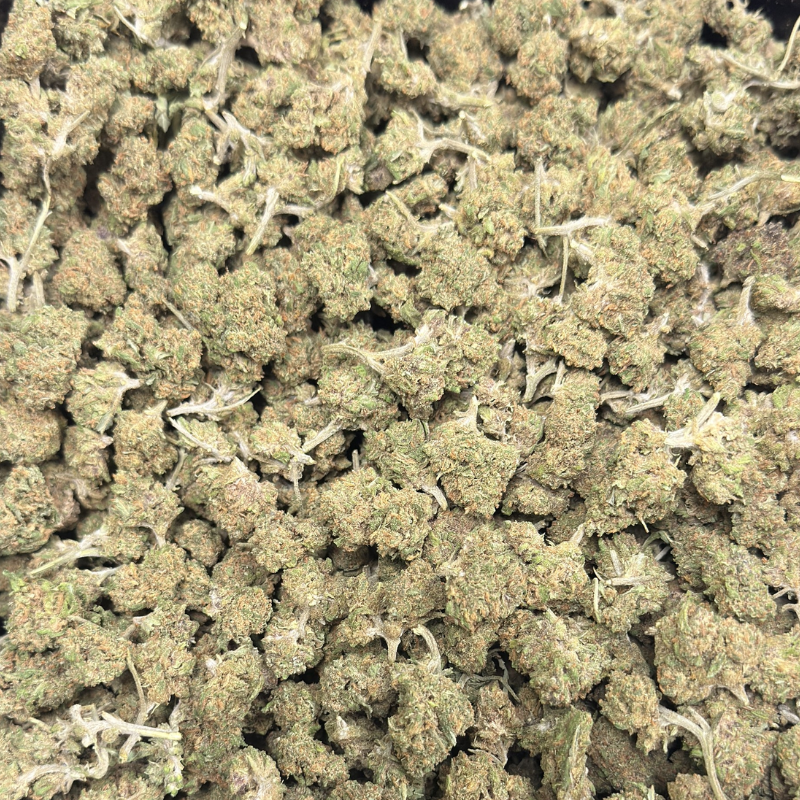 Amnesia FR SB
