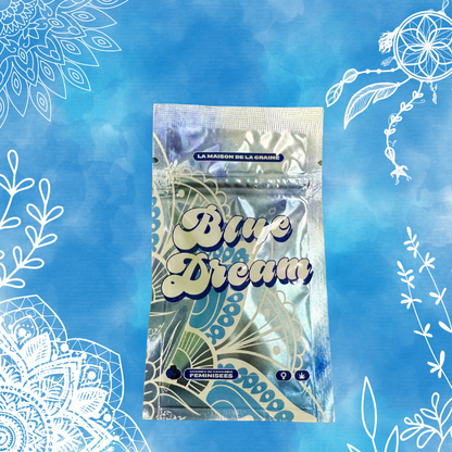 Blue Dream - Graines de collections - Féminisée
