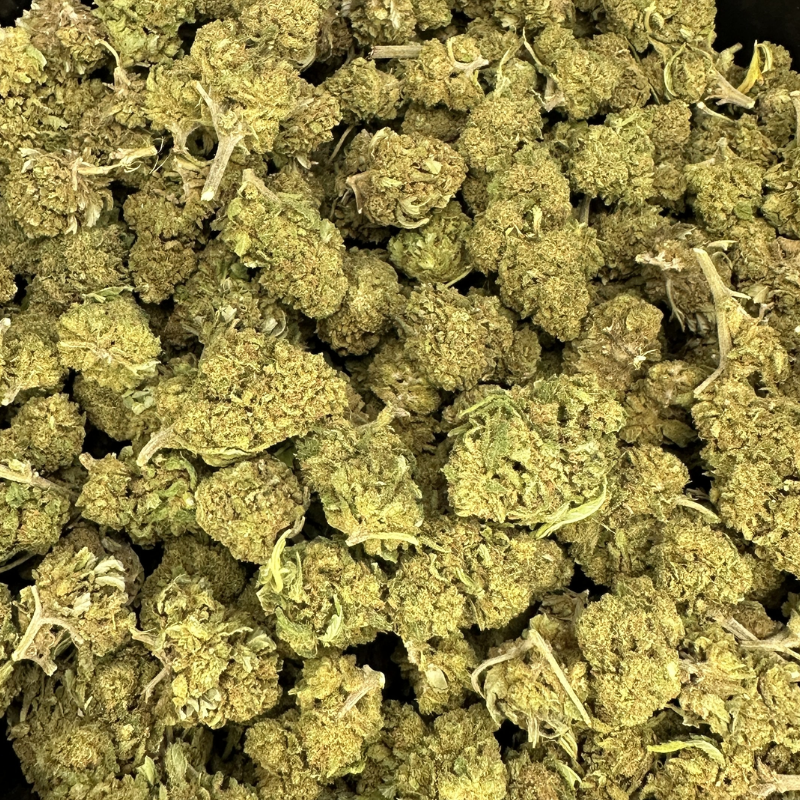 Canna Punch 2025 -  Platinum Cup #1
