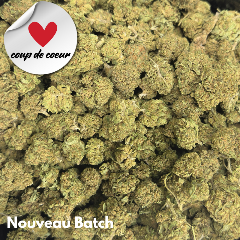 Canna Punch 2025 -  Platinum Cup #1