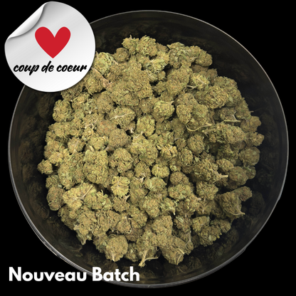 Canna Punch 2025 -  Platinum Cup #1