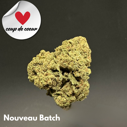 Canna Punch 2025 -  Platinum Cup #1