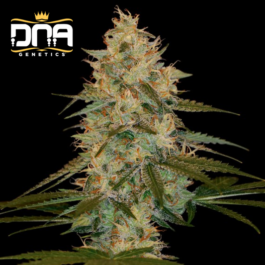 Chocolope Haze  - Édition limitée - Graines de collections - Féminisée