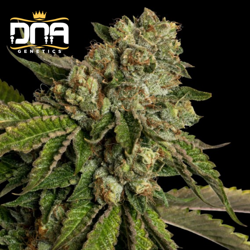 Kosher Kush - Édition limitée - Graines de collections - Féminisée