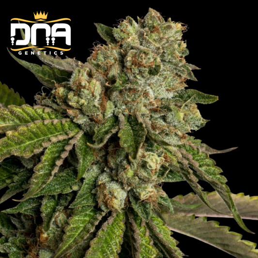 Kosher Kush - Édition limitée - Graines de collections - Féminisée