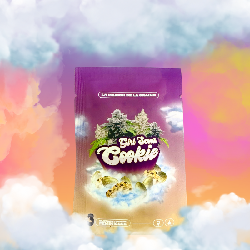 Girl Scoot Cookie - MDLG Seeds - Graines de collections - Féminisée
