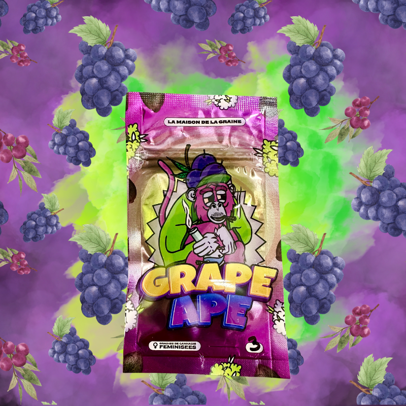 Grape Ape - Graines de collections - Féminisée