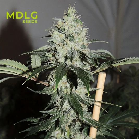 Amnesia Haze - Graines de collections - Féminisée