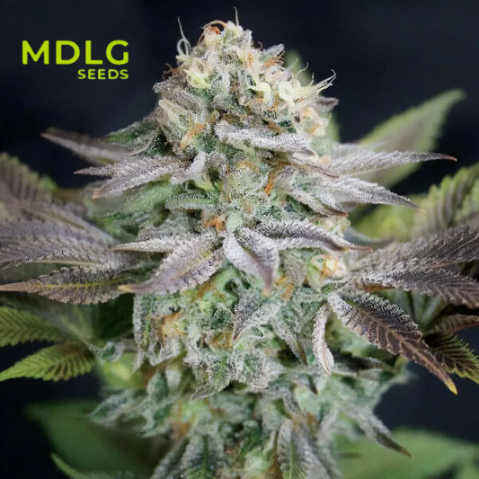 Blue Dream - Graines de collections - Féminisée