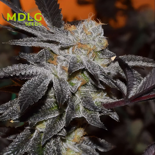 Girl Scoot Cookie - MDLG Seeds - Graines de collections - Féminisée