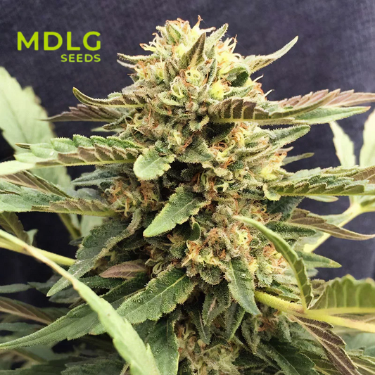 Midas - Graines de collections - CBD Féminisée
