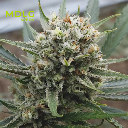 Super Lemon Haze  - Graines de collections - Féminisée
