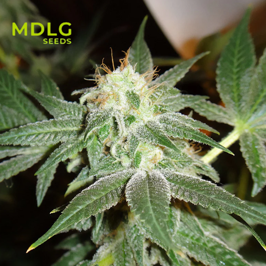 White Widow - Graines de collections - Féminisée