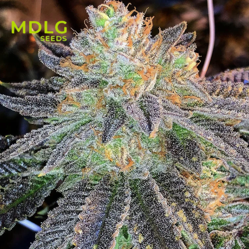 Zkittlez - Graines de collections - Féminisée
