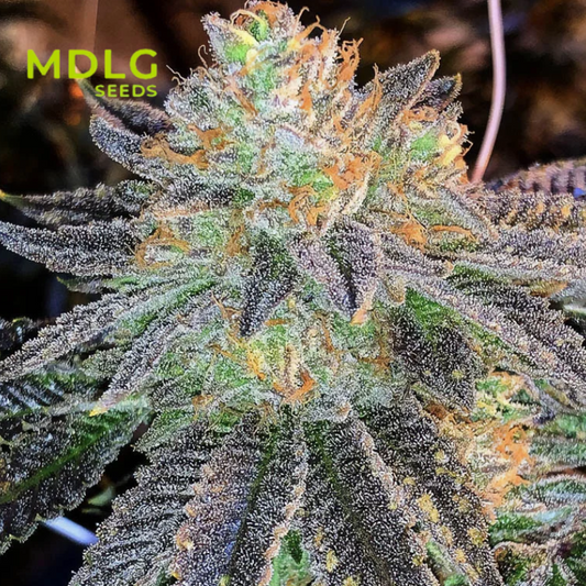 Zkittlez - Graines de collections - Féminisée