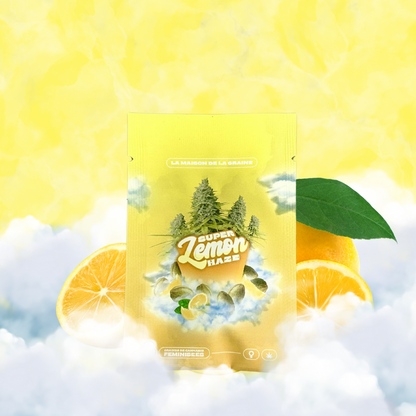 Super Lemon Haze  - Graines de collections - Féminisée