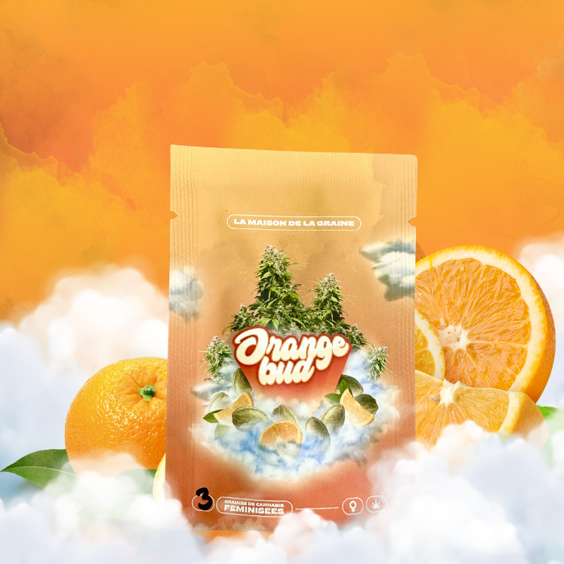 Orange Bud - Graines de collections - Féminisée