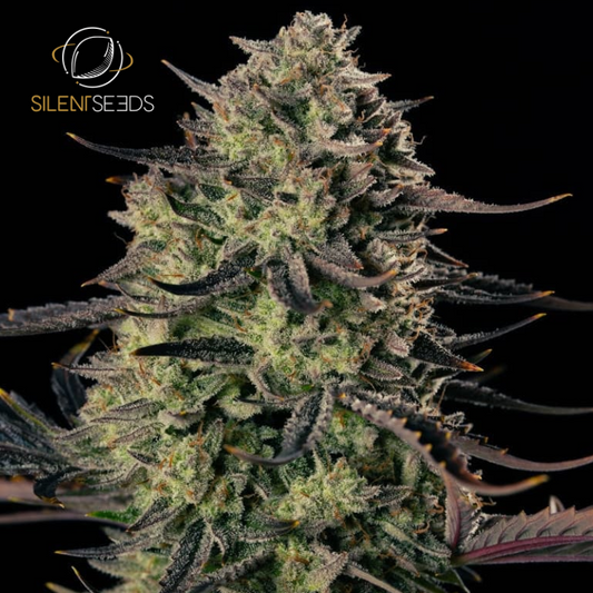 Alien Gas XXL - Graines de collections Auto - Féminisée